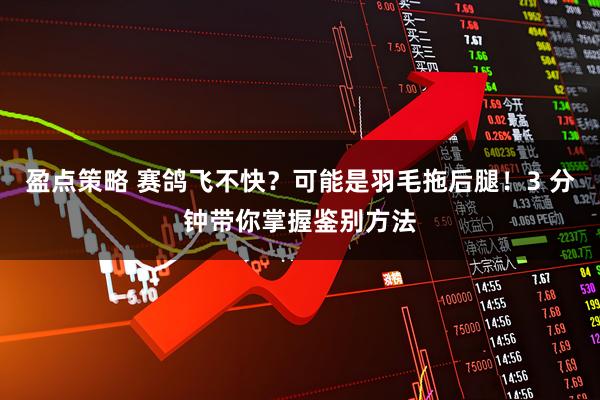 盈点策略 赛鸽飞不快?可能是羽毛拖后腿!3 分钟带你掌握鉴别方法